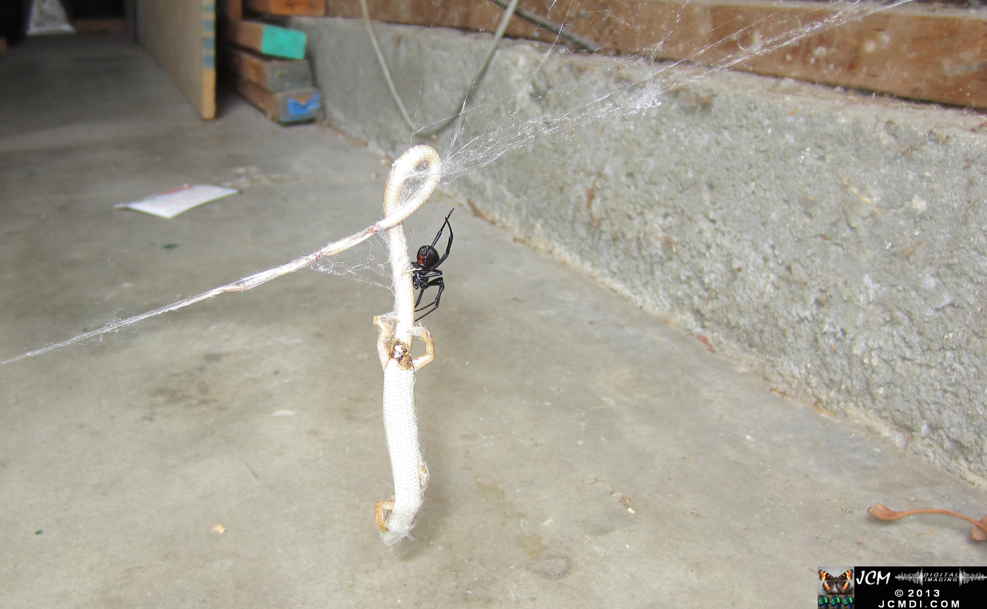 Black Widow vs (and EATS) Alligator Lizard